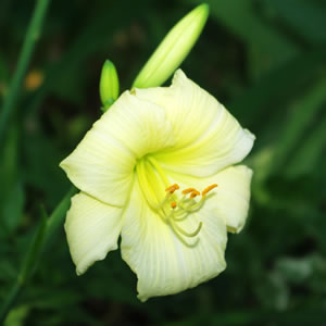 Hemerocallis Joan Senior